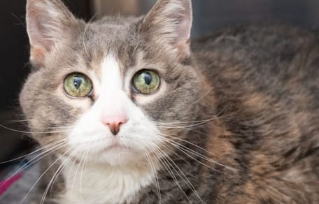 Lucy, a surrendered cat