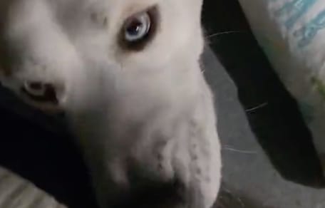 Hond Ludo