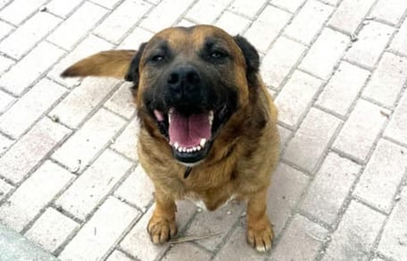 luiso-perro-en-adopcion-en-mazarron