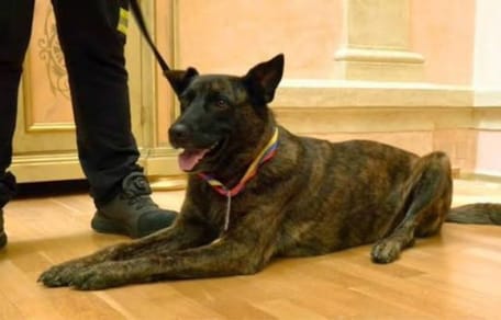 luka-perra-rescate-badajoz-venezuela
