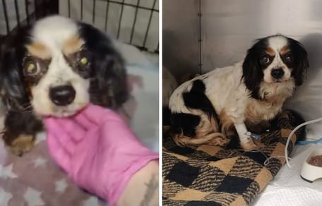 Suczka kupiona jako „okazja z ogłoszenia”. Prawda o Lukrecji przeraża