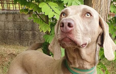 luna-braco-aleman-en-adopcion