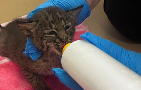 Brandweerlieden redden een “kitten”: de verrassing is compleet bij terugkeer in de kazerne