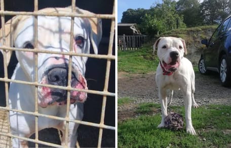Lypsia, chienne Bouledogue Américain à adopter