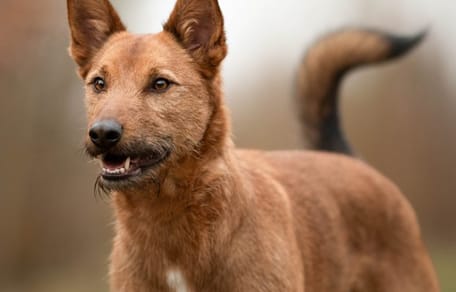 Maceo zoekt een nieuwe baas. Adopteer jij hem?