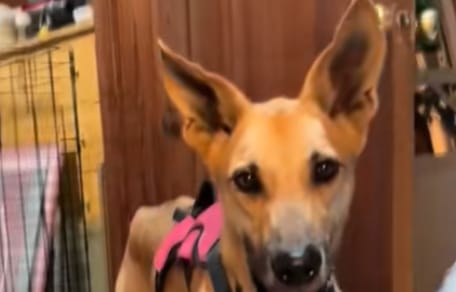 Macie la chienne