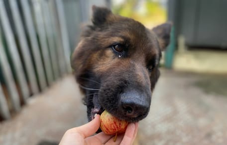 Mag een hond appel met schil eten?