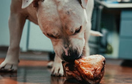 Mag een hond biefstuk eten?