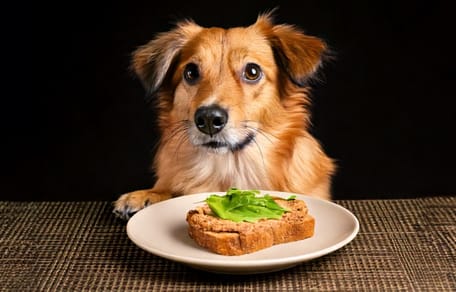 Mag een hond brood met leverpastei?