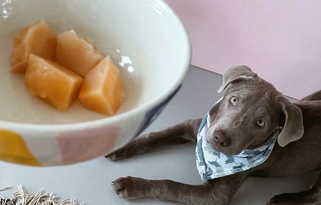 Mag een hond galiameloen eten?