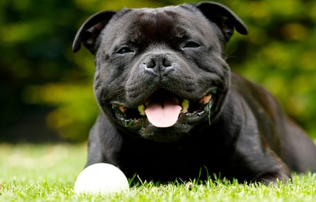 Mag een hond gras eten?