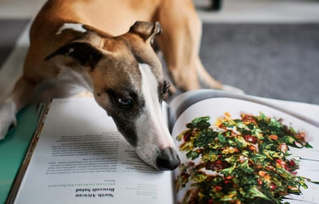 Mag een hond ijsbergsla eten?