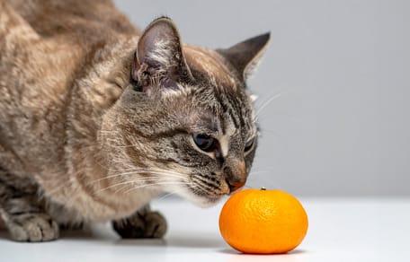 Mag een kat mandarijn eten?