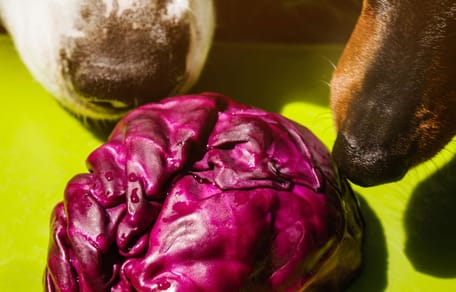 Mag een hond rode kool eten?