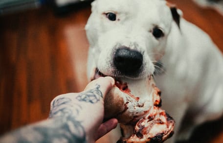 Mag een hond rosbief eten?
