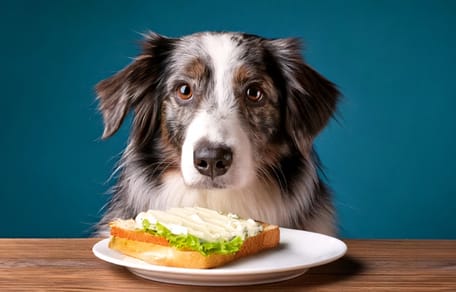 Mag een hond smeerkaas eten?