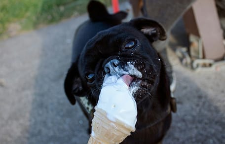 Mag een hond softijs eten?