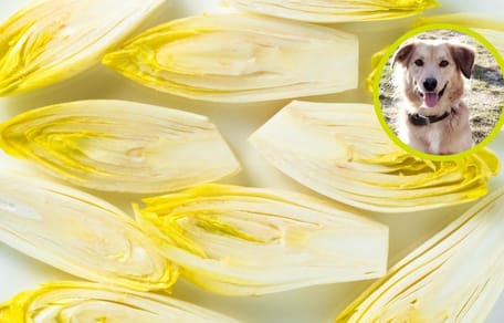 Mag een hond witlof?