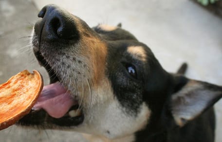 Mag een hond zoete aardappel eten?