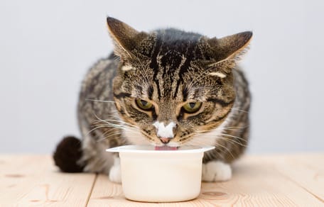 Mag een kat Griekse yoghurt eten?