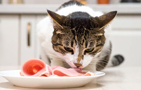 Mag een kat ham eten?