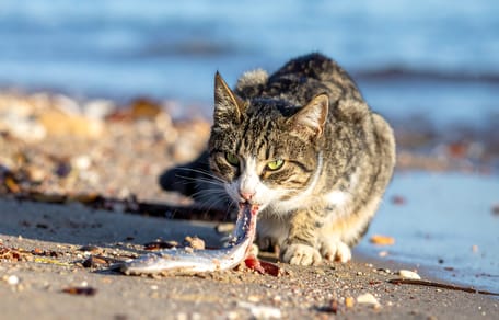 Mag een kat haring eten?