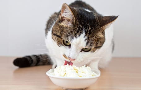 Mag een kat kwark eten?
