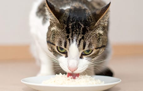 Mogen katten rijst eten?