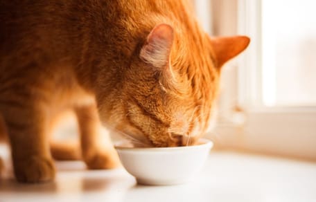 Mag een kat soep? En zo ja, wat is de lekkerste soep voor een kat