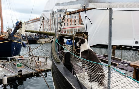 Op vakantie met je hond naar Denemarken? Hier moet je aan denken
