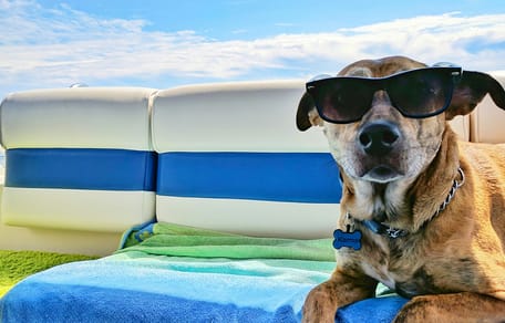 mag mijn hond mee naar een vakantiehuisje?