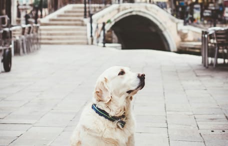 mag mijn hond mee naar Italië