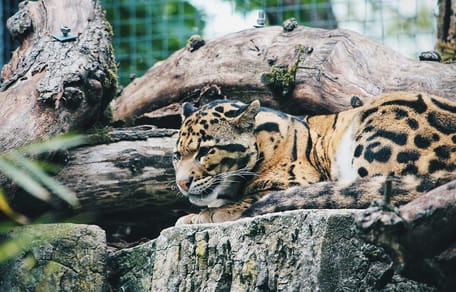 Mag mijn hond mee naar Ouwehands Dierenpark