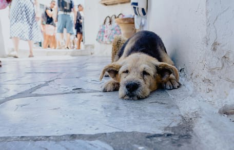Op vakantie met je hond naar Griekenland? Hier moet je aan denken