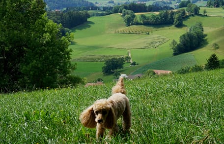 mag mijn hond mee op vakantie naar Zwitserland?