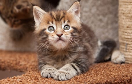 Maine coon