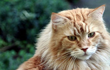 Maine Coon kat zien opgroeien in 18 seconden