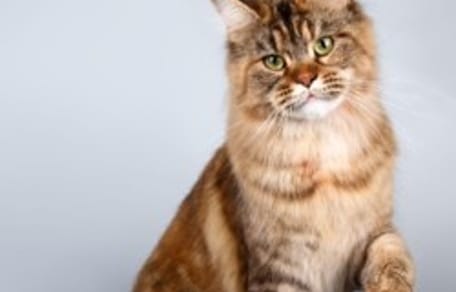 chat préféré des français en 2019 : maine coon