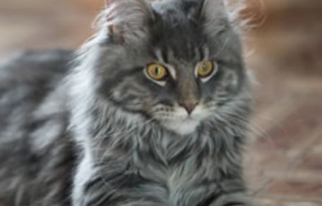 maine coon race préférée français