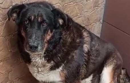 malena-perra-en-adopcion