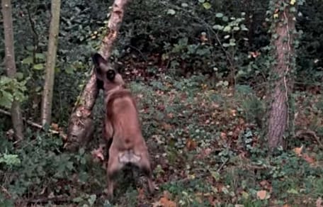 Malinois beißt in Baum