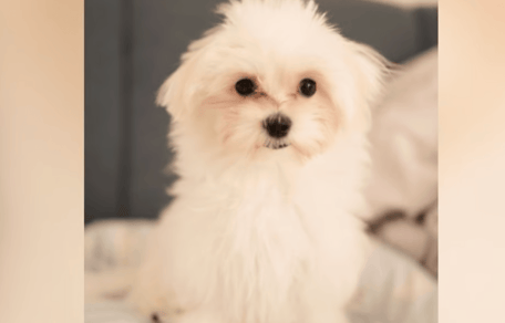 Maltese puppy staring at camera