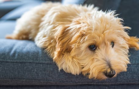 Maltipoo-Welpe auf dem Sofa