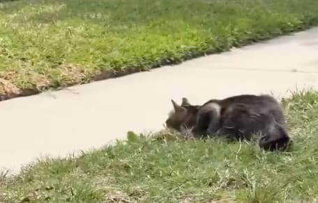 De kat Mama