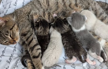 Kocia mama i jej kocięta