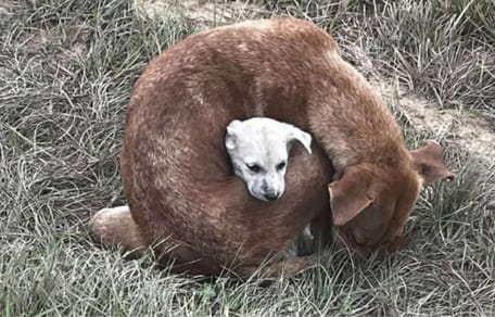 Hundemutter und ihr Welpe