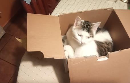 Man in Hongarije redt katten