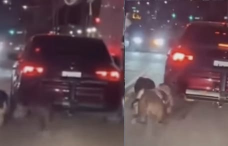 Man in New York bindt honden vast achter auto