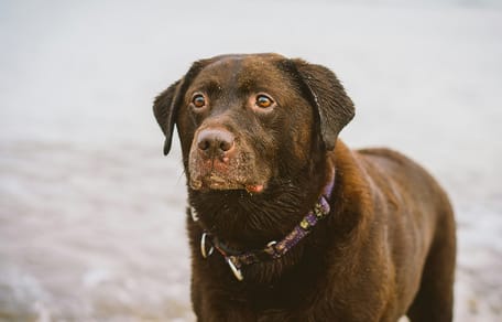 Paniek in Zeebrugge: baasje belt hulpdiensten voor verdronken hond – maar de waarheid is heel anders