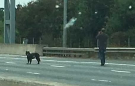 Man laat hond uit op snelweg